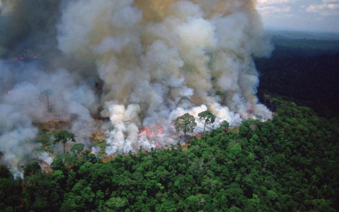 Más de un tercio de la selva amazónica sin deforestar está degradada por incendios, sequías y la acción humana